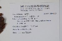 木蠟樹、山漆藏品圖，第2張