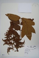 羅氏鹽膚木、埔鹽藏品圖，第1張