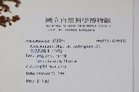 羅氏鹽膚木、埔鹽藏品圖，第2張