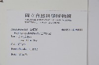 巴西乳香藏品圖，第2張