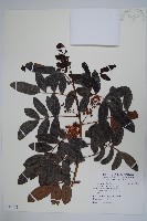 巴西乳香藏品圖，第1張