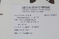 巴西乳香藏品圖，第2張