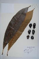 臺東漆樹藏品圖，第1張