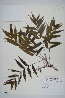 黃連木、爛心木藏品圖，第1張