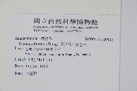 黃連木、爛心木藏品圖，第2張