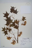 青楓藏品圖，第1張