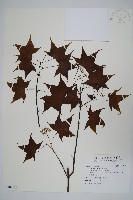 青楓藏品圖，第1張