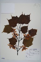 臺灣紅榨槭藏品圖，第1張