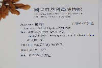 臺灣紅榨槭藏品圖，第2張