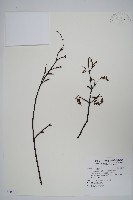 臺灣紅榨槭藏品圖，第1張