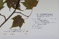 臺灣紅榨槭藏品圖，第2張