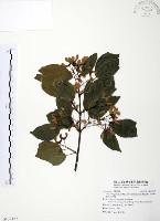 臺灣三角楓藏品圖，第1張