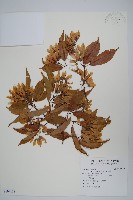 樟葉槭, 飛蛾子樹藏品圖，第1張