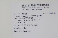 樟葉槭, 飛蛾子樹藏品圖，第2張