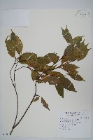 樟葉槭, 飛蛾子樹藏品圖，第1張