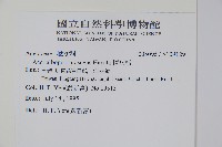 樟葉槭, 飛蛾子樹藏品圖，第2張