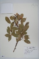 樟葉槭, 飛蛾子樹藏品圖，第1張