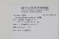 樟葉槭, 飛蛾子樹藏品圖，第2張