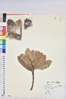 蘭嶼土沉香藏品圖，第1張