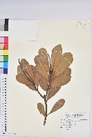 蘭嶼土沉香藏品圖，第1張