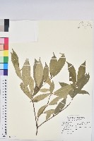 臺灣土沉香藏品圖，第1張