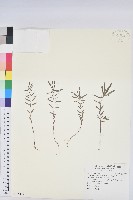 華南大戟藏品圖，第1張