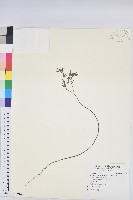 華南大戟藏品圖，第1張