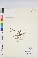 小葉大戟藏品圖，第1張