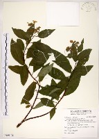 華八仙藏品圖，第1張