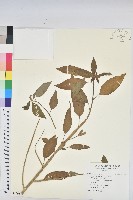 白苞猩猩草藏品圖，第1張