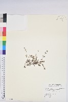 鵝鑾鼻大戟藏品圖，第1張