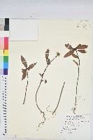 白苞猩猩草藏品圖，第1張