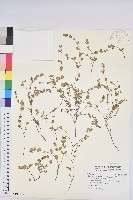 鵝鑾鼻大戟藏品圖，第1張