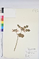 猩猩草藏品圖，第1張