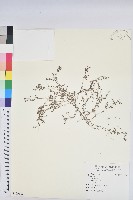 登錄號:S109182藏品圖，第1張