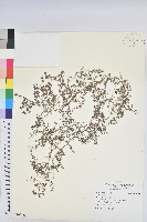 登錄號:S109183藏品圖，第1張