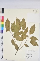 巴豆藏品圖，第1張