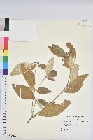 裡白巴豆藏品圖，第1張