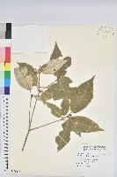 裡白巴豆藏品圖，第1張