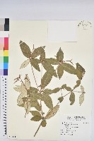 裡白巴豆藏品圖，第1張