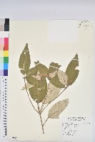 裡白巴豆藏品圖，第1張