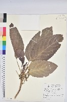 假鐵莧藏品圖，第1張