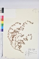 登錄號:S109198藏品圖，第1張