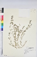 斑地錦藏品圖，第1張