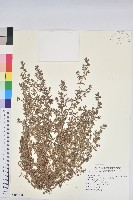 斑地錦藏品圖，第1張