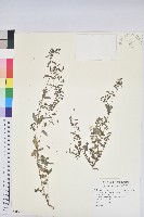 紫斑大戟藏品圖，第1張