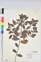 土密樹藏品圖，第1張