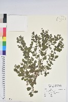 紅仔珠藏品圖，第1張