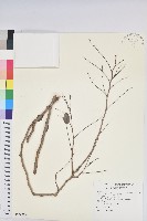 紅仔珠藏品圖，第1張