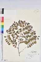 彩葉山漆莖藏品圖，第1張